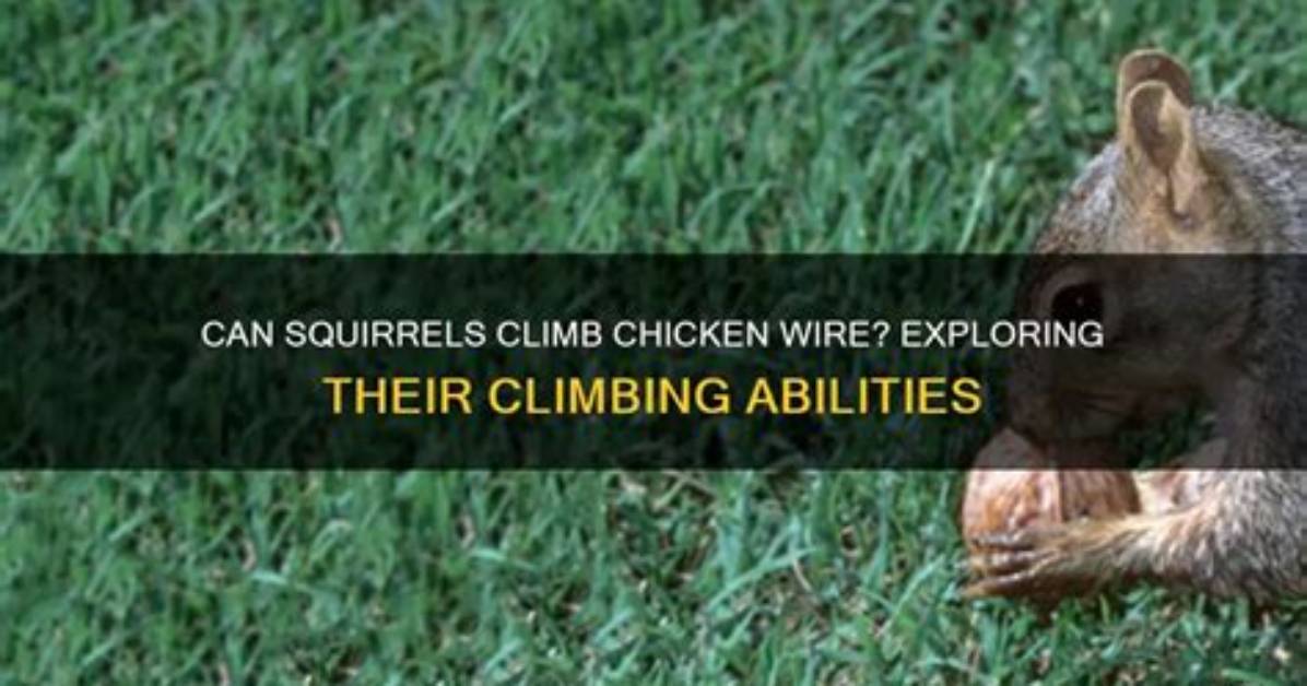 Can Squirrels Climb Wire? |