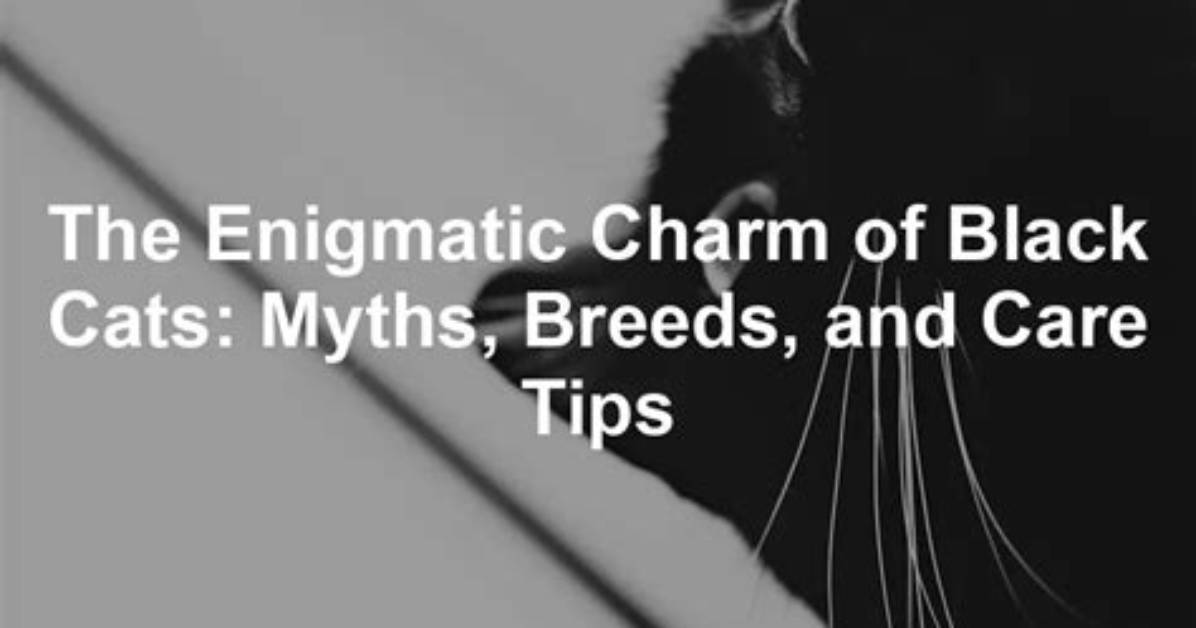 Exploring the Enigmatic Charm of Black Cats with Big Eyes