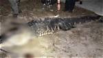 Florida Deputies Identify Suspect Gator in Tragic Sabrina Peckham Incident