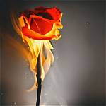 How to Experience the "Fire Rose on Hannah Montana" Phenomenon
