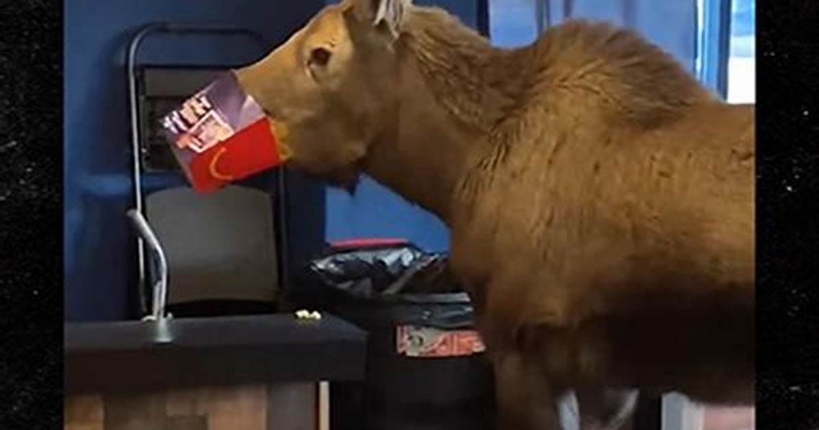 Moose on the Loose Inside Movie Theater in Alaska