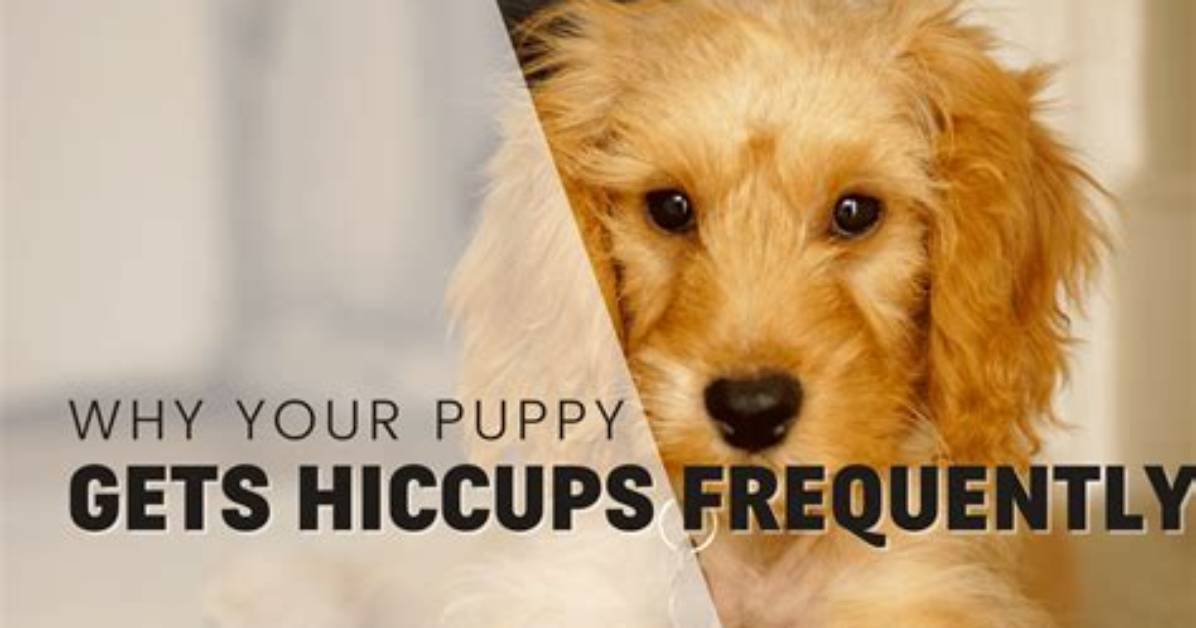 Puppy Hiccups: Understanding, Causes, and Remedies