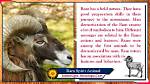 Ram Spirit Animal Totem Meaning: Showing Your Strengths