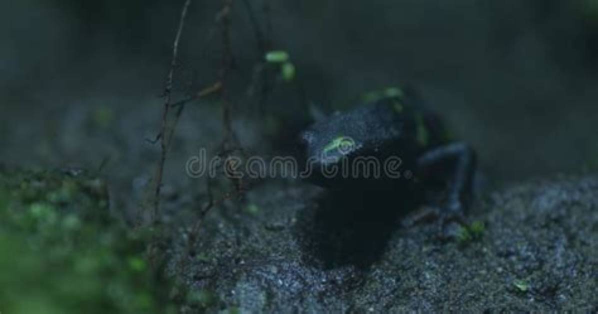 The Enigmatic Journey of the Frog Video Woman