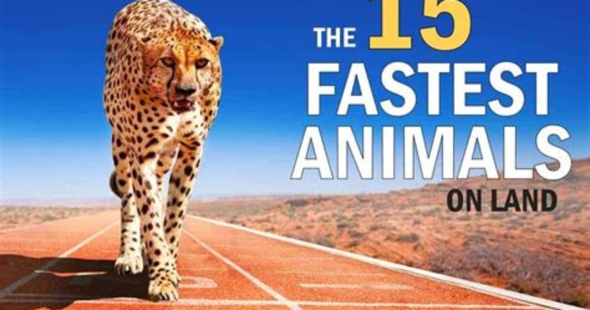 The Quickest Creature on Earth: the Fastest Animal in Land