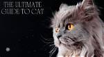 The Ultimate Guide to "Cat Suraj": Care, Training, and More