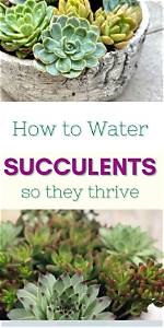 The Ultimate Guide to the Thriving Succulents Empire