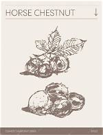 Unveiling the Enchanting Merlin Chestnut: a Botanical Journey