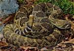 Unveiling the Residence of the Texas Rattlesnake: Where Does Stone Cold Live?