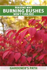 Why Is My Burning Bush Turning Red in the Summer? |